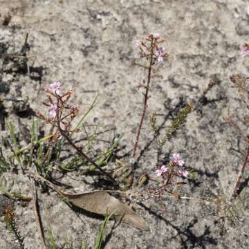 Image of Stylidium assimile R. Br.