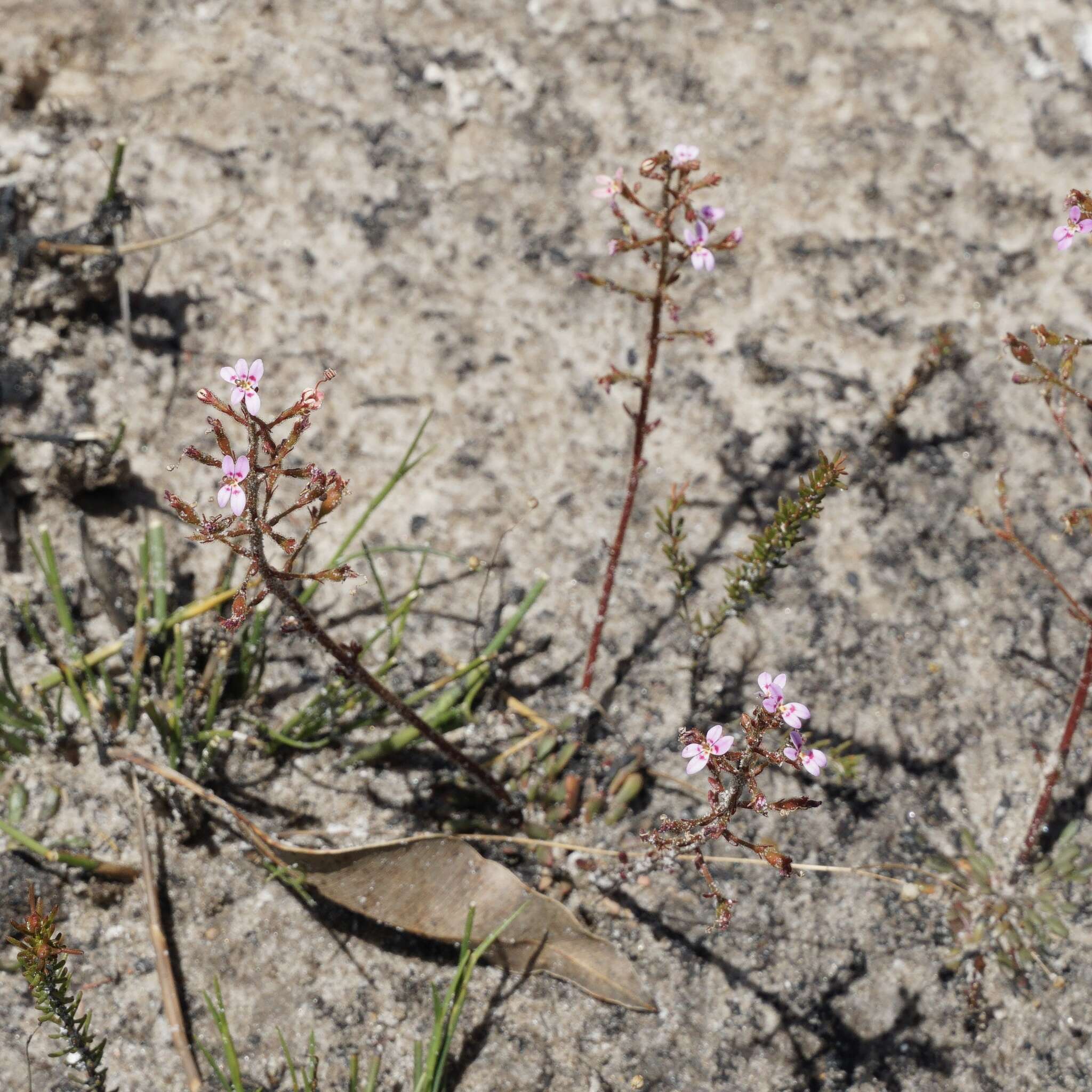 Image of Stylidium assimile R. Br.