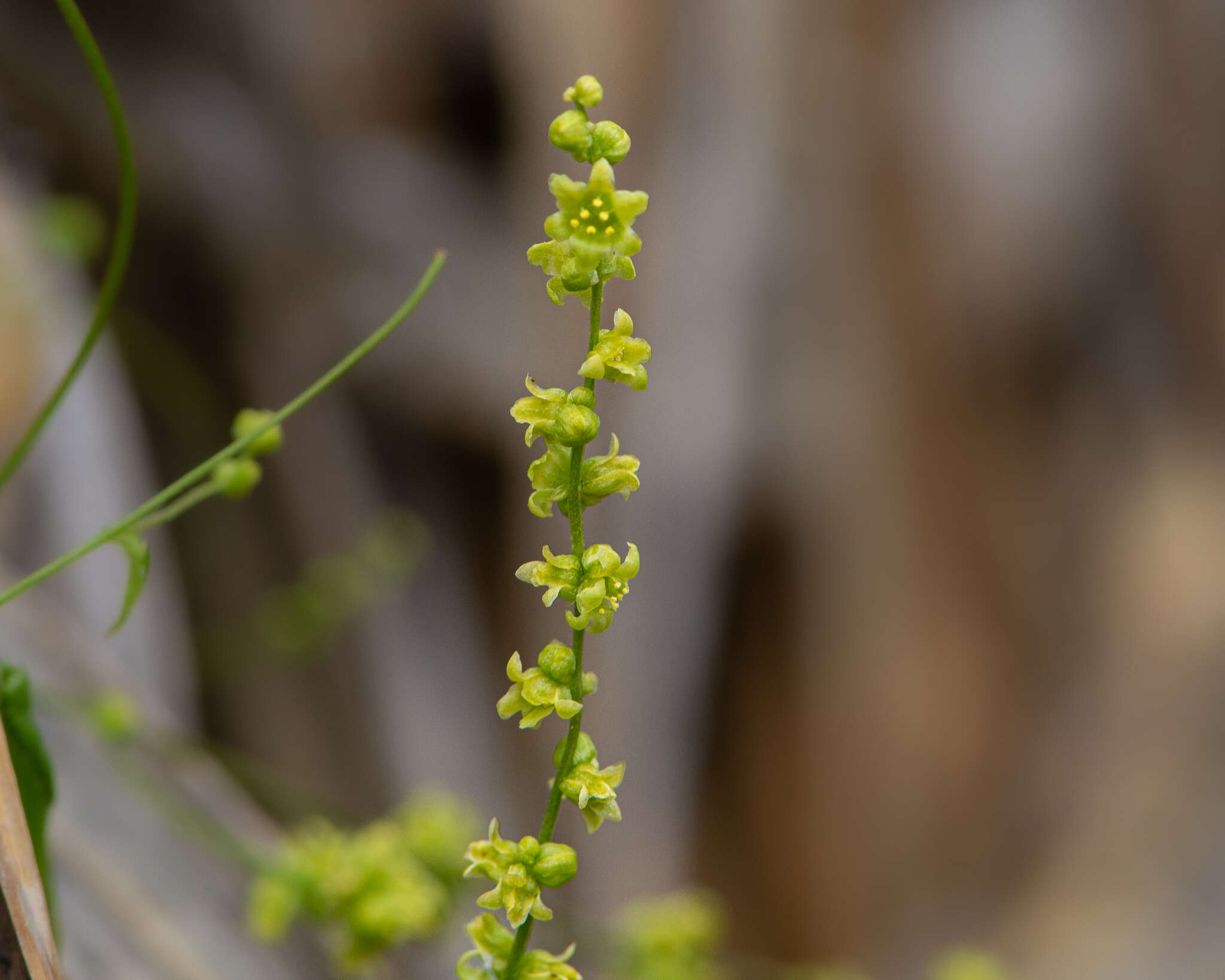 Image of Dioscorea aristolochiifolia Poepp.