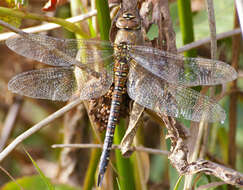 Image of Migrant Hawker