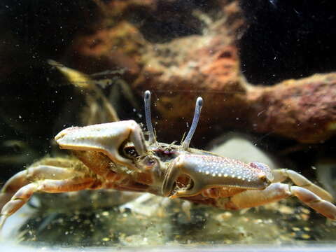 Image of Macrophthalmus subgen. Macrophthalmus Desmarest 1823