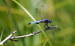 Image of Blue Dasher