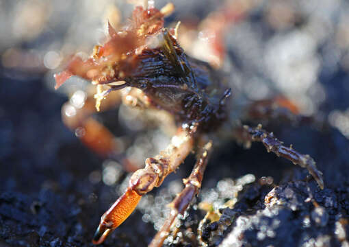 Image of graceful decorator crab