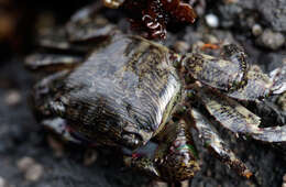 Image of striped shore crab