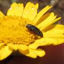 Image de Acmaeodera nigellata Abeille de Perrin 1904