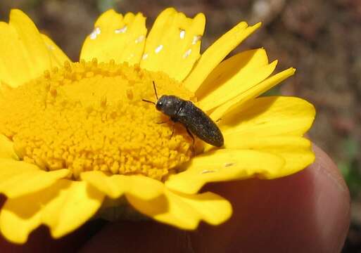 Image de Acmaeodera nigellata Abeille de Perrin 1904