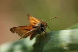 Image of Woodland Skipper