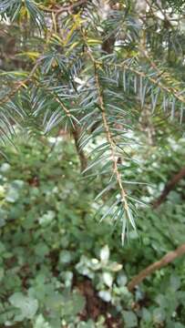 Image of Himalayan Hemlock