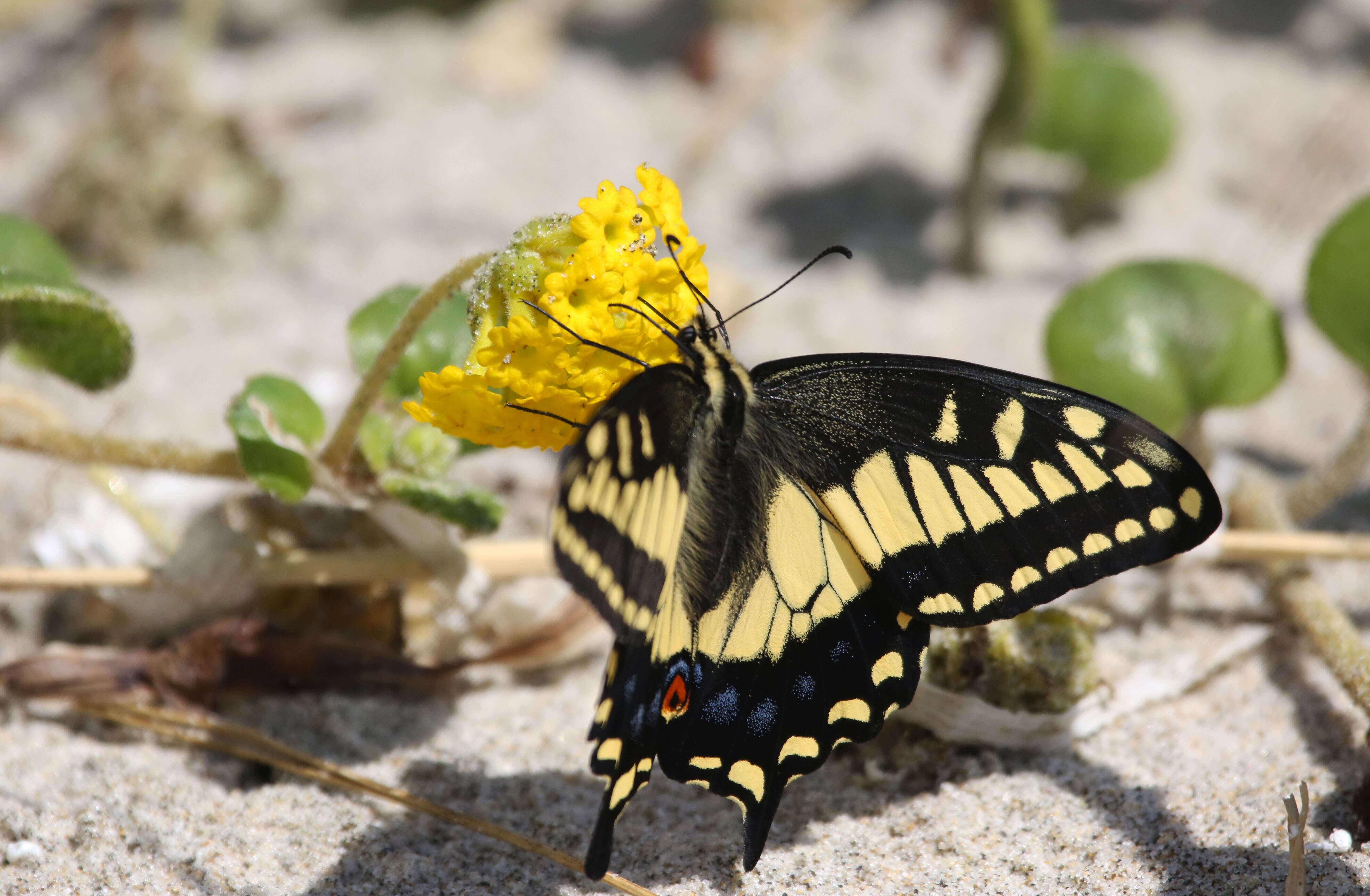 Image of Anise Swallowtail