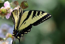 صورة Papilio rutulus Lucas 1852