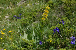 Image of Gentiana lutea subsp. montserratii (Vivant ex Greuter) A. M. Romo