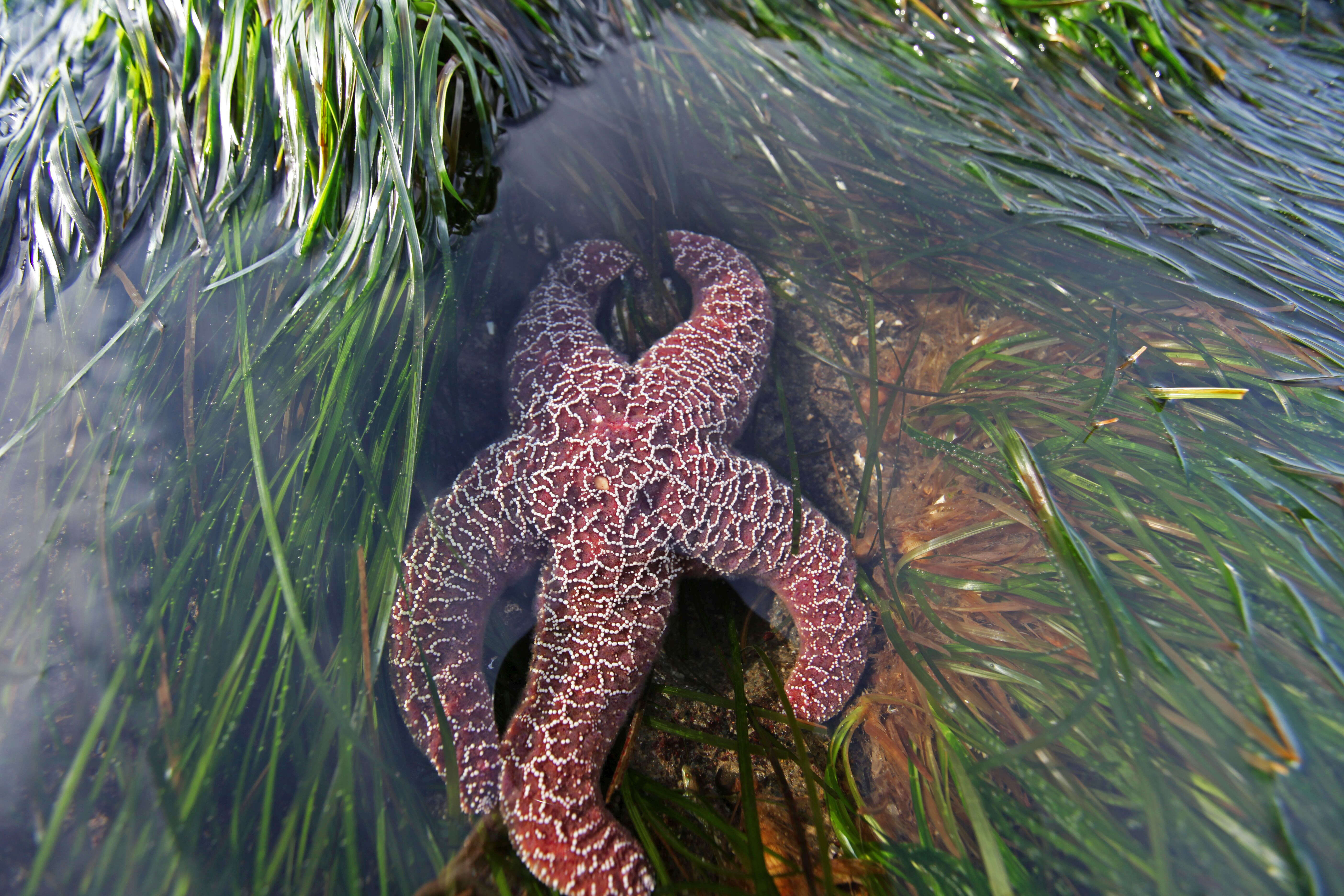 Image of ochre stars