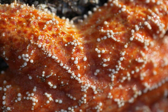 Image of ochre sea star