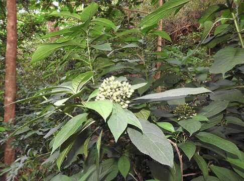 Image of Hydrangea febrifuga (Lour.) Y. De Smet & Granados