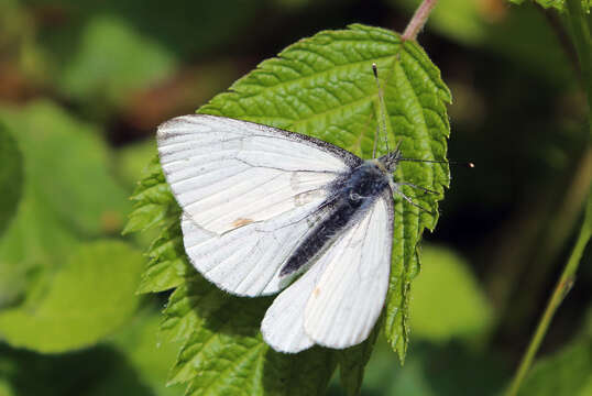 Image of Margined White