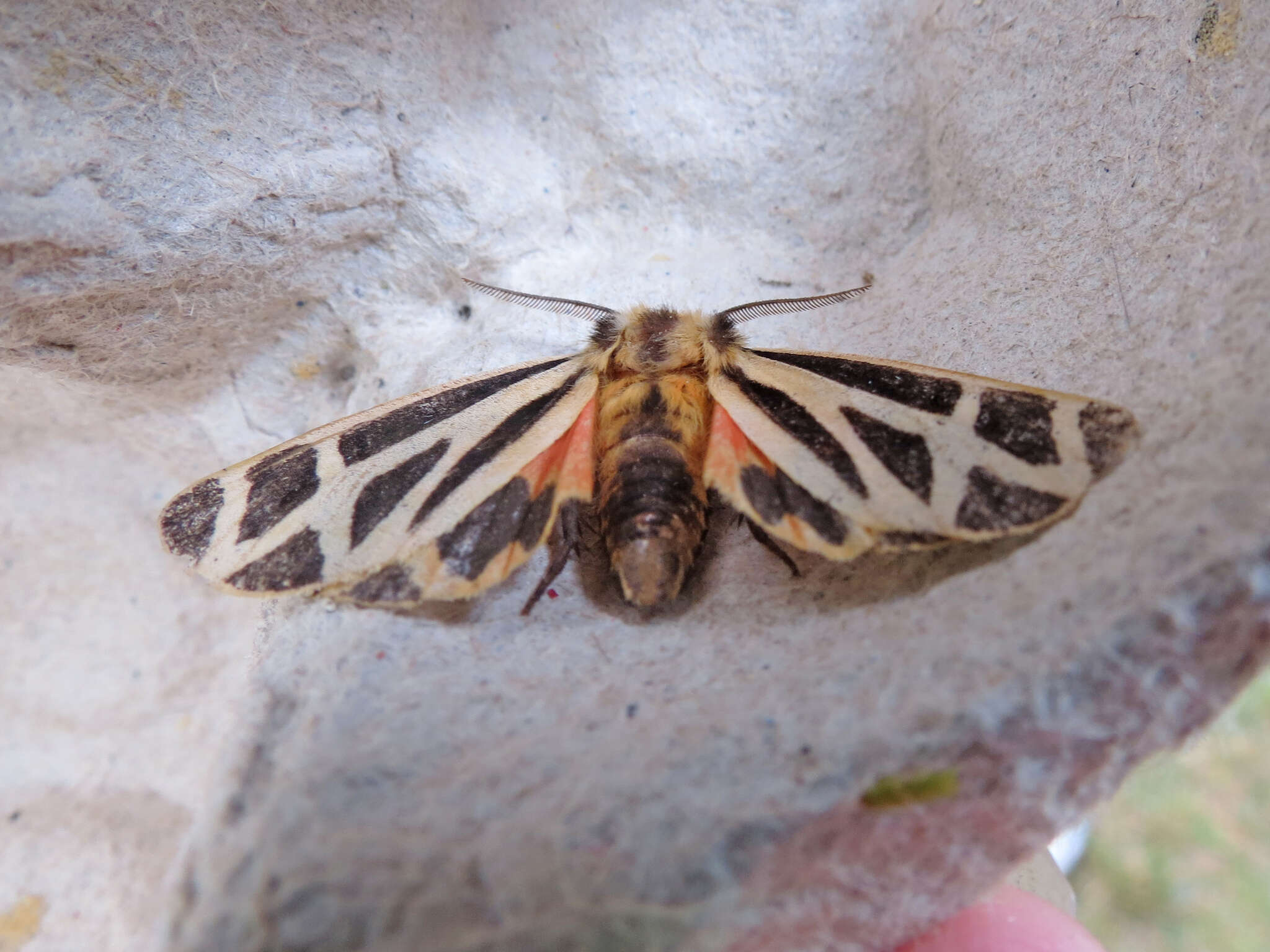 Image of Nais Tiger Moth