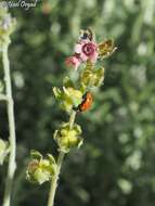 Imagem de Cynoglossum montanum L.