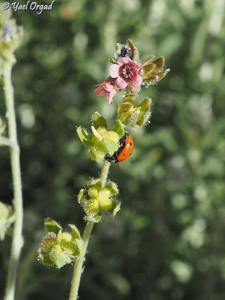 Imagem de Cynoglossum montanum L.