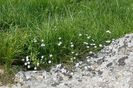 Image of Linum austriacum subsp. tommasinii (Rchb.) Greuter & Burdet