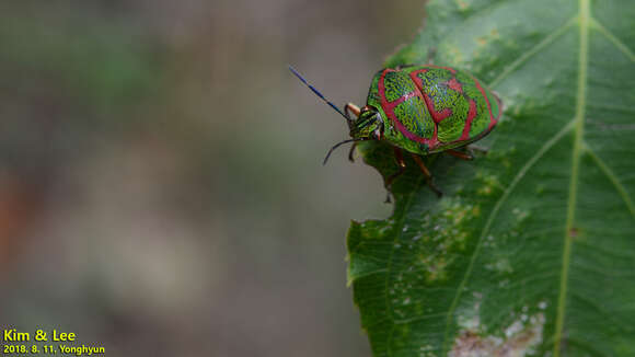 Image of <i>Poecilocoris lewisi</i>