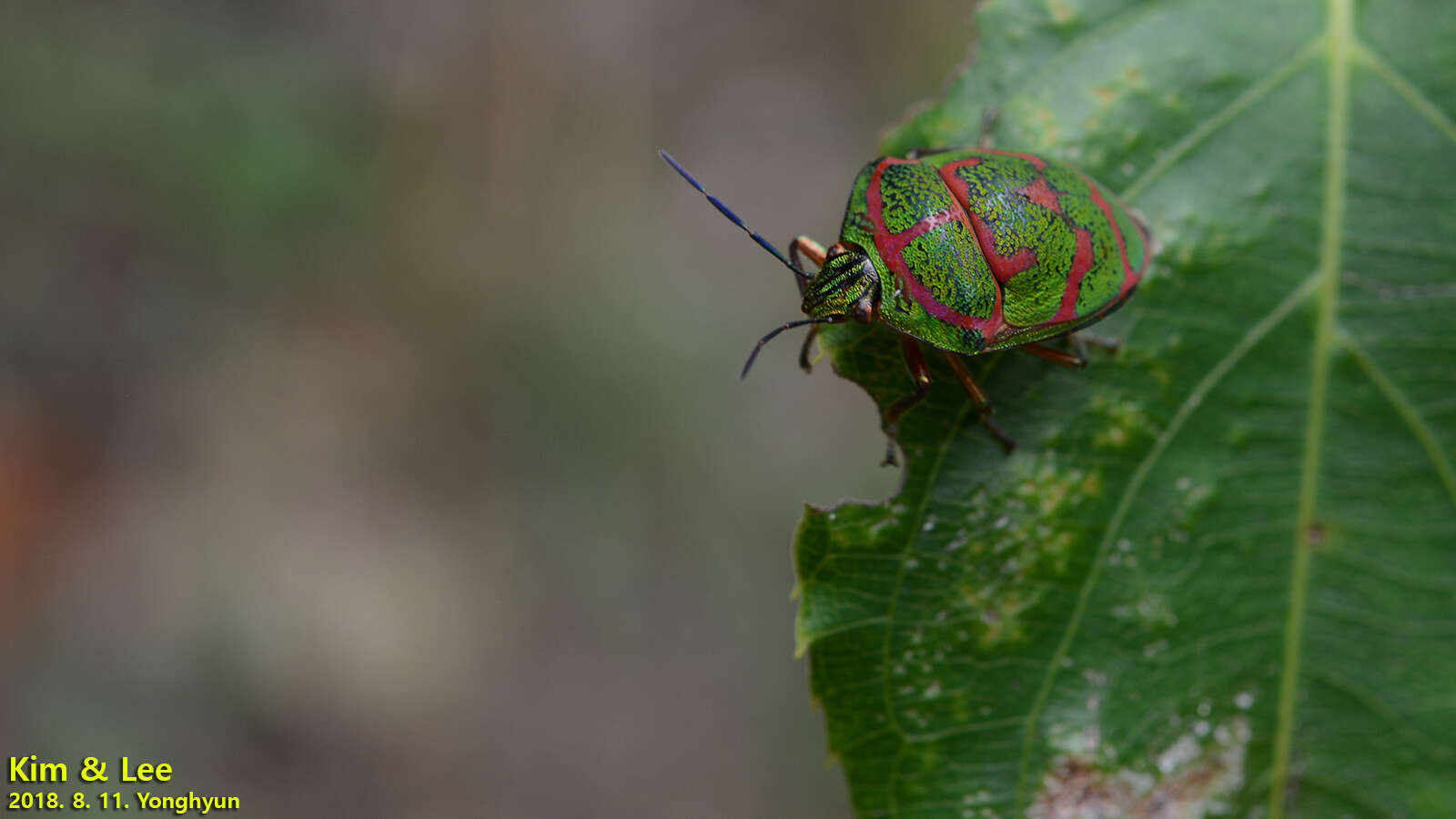 Image de <i>Poecilocoris lewisi</i>