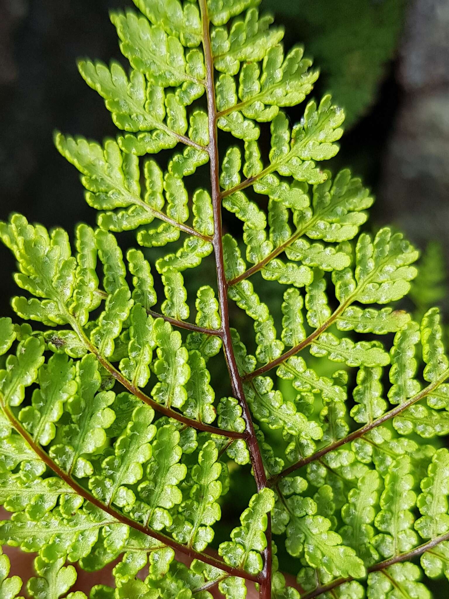 Cheilanthes pentagona Schelpe & N. C. Anthony resmi