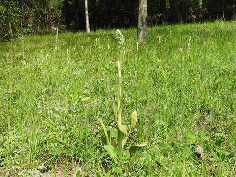 Image of Lizard orchid