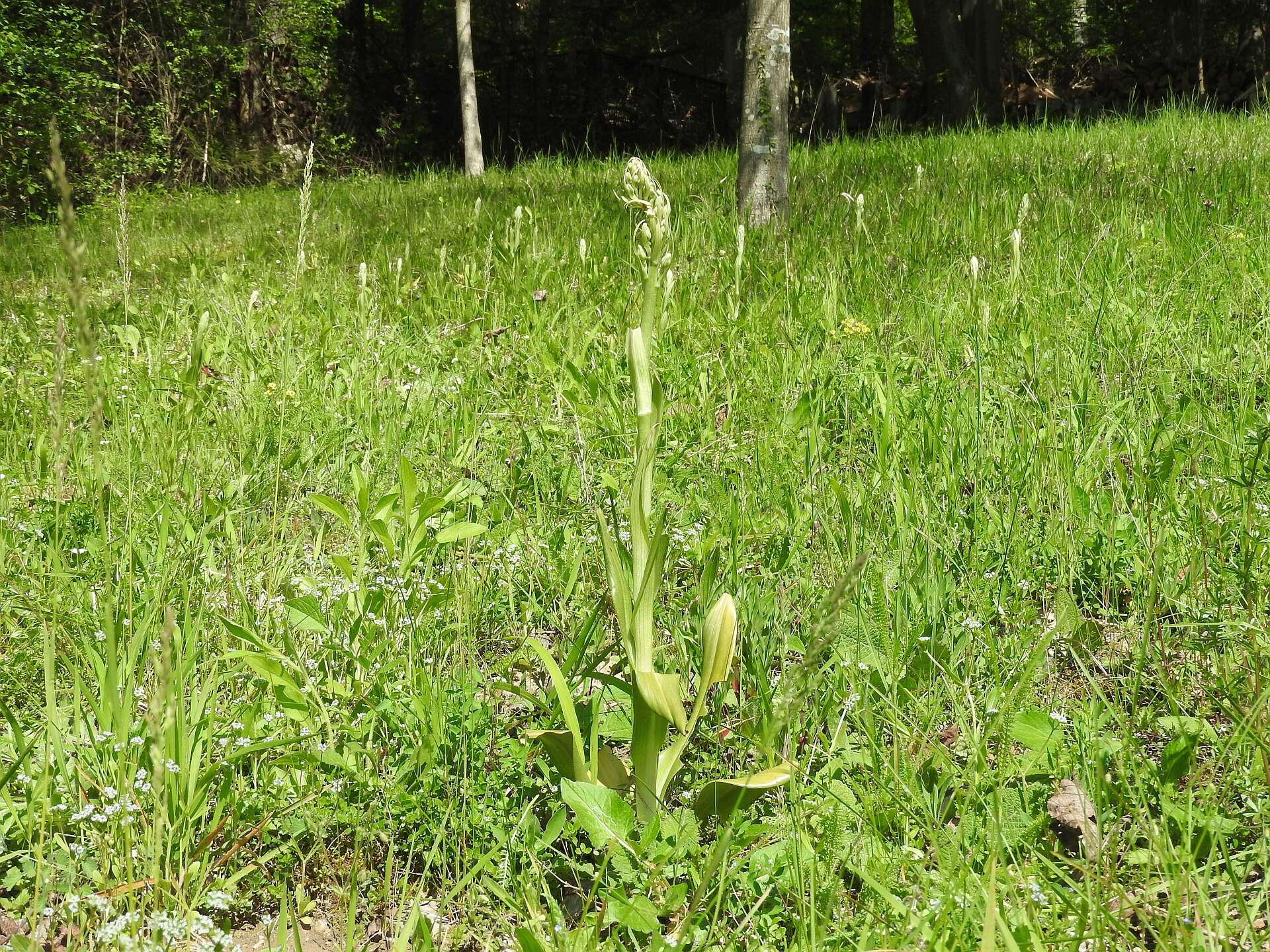 Himantoglossum hircinum (L.) Spreng. resmi