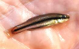 Image of Bluefin Killifish