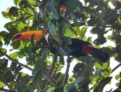 Image of Toco Toucan