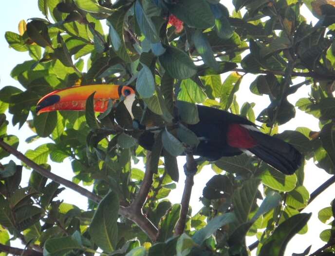 Image of Toco Toucan