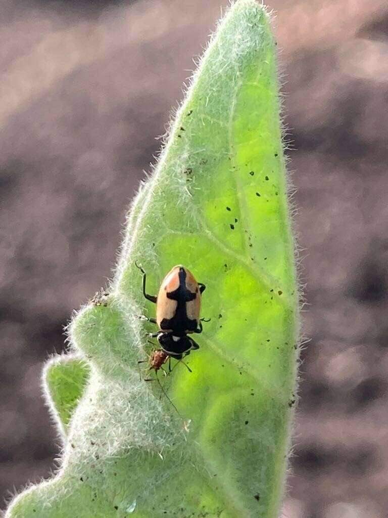 Image of Eriopis eschscholtzii Mulsant 1850