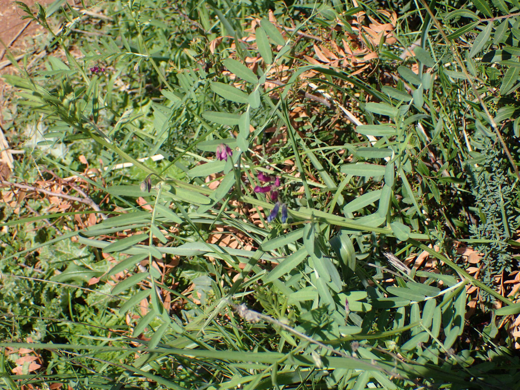 Image of barn vetch