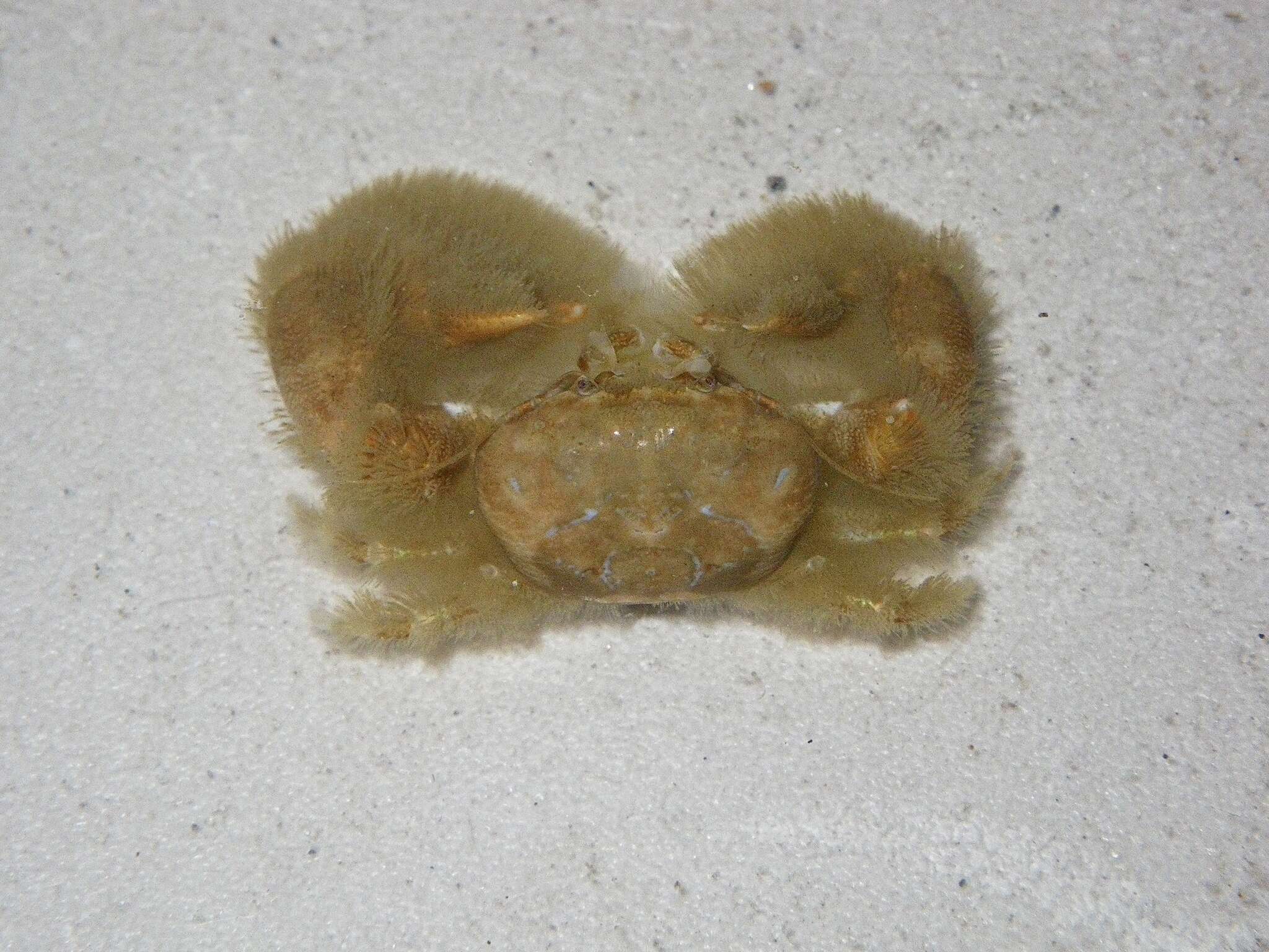 Image of Polyonyx transversus (Haswell 1882)