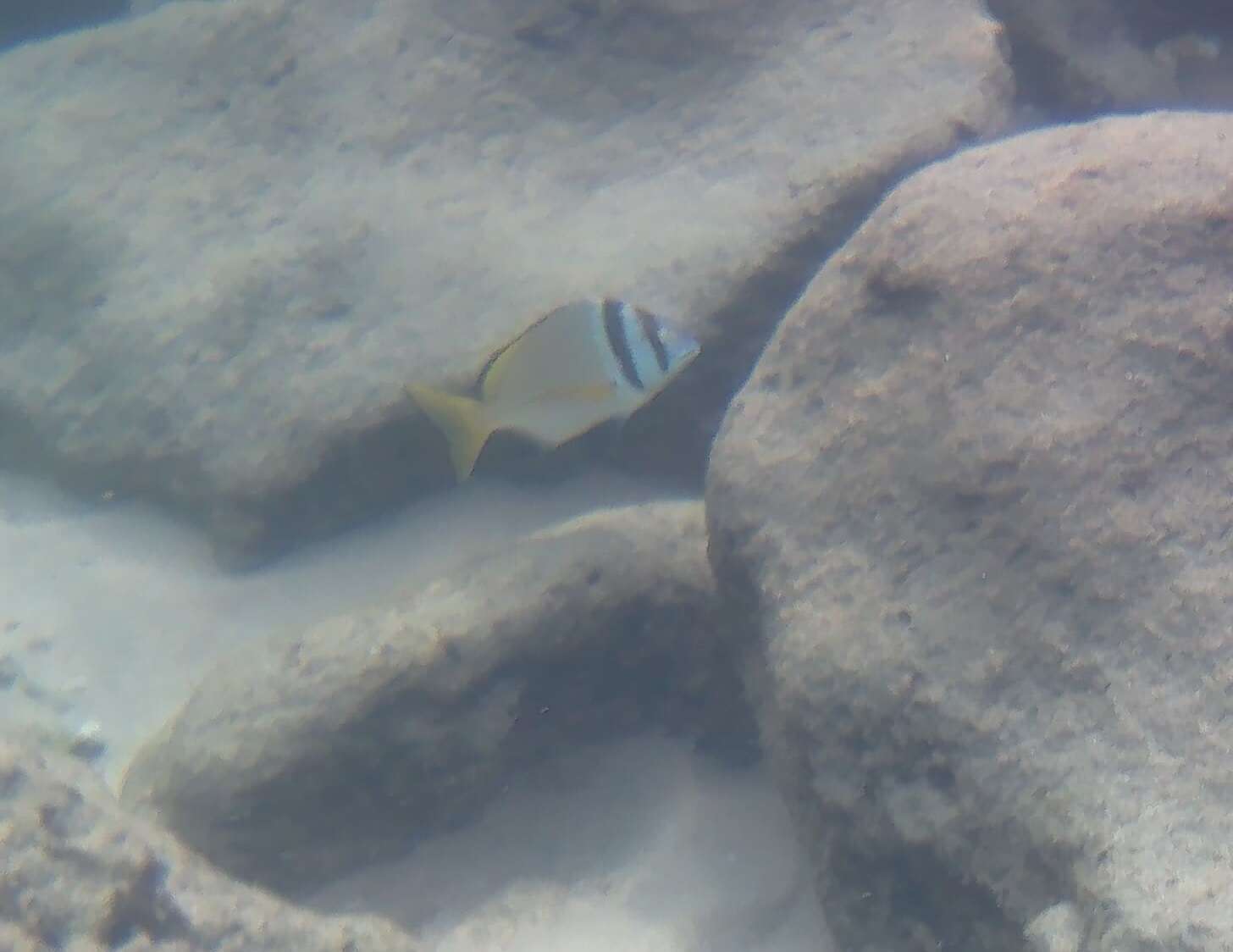 Image of Bridled seabream