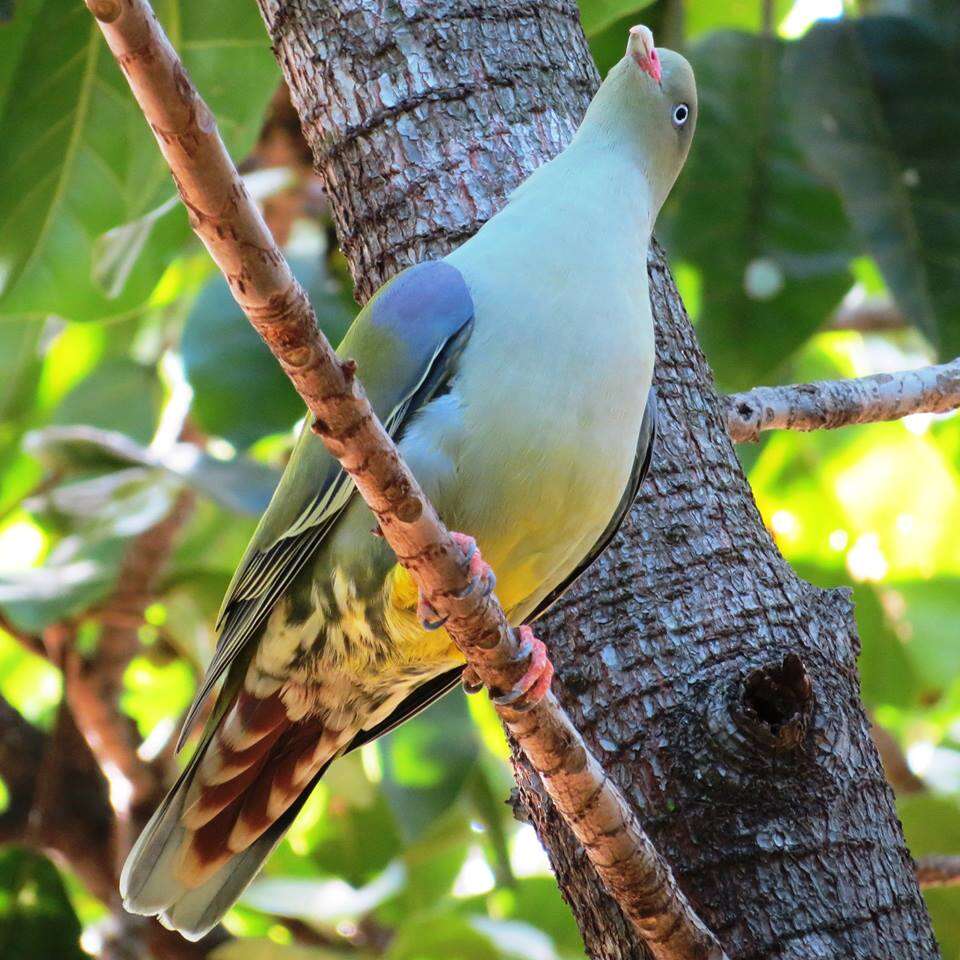 صورة Treron calvus (Temminck 1811)