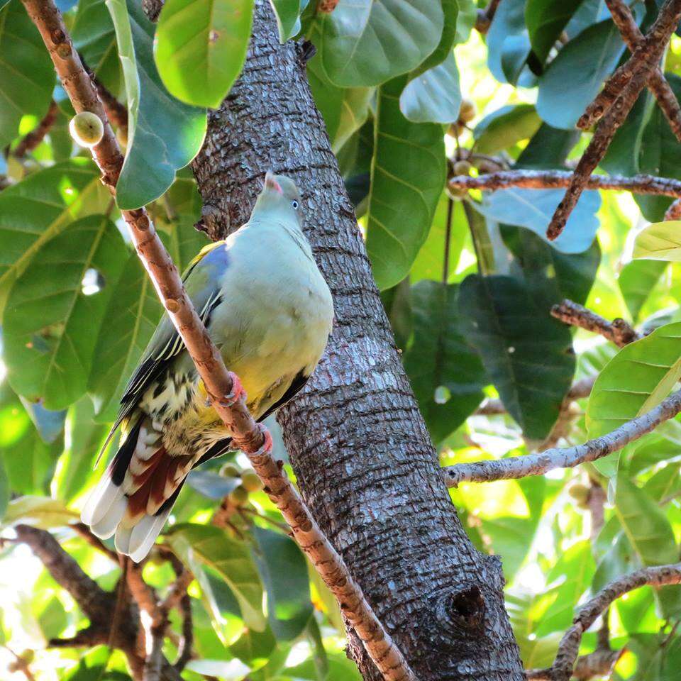 Image of African Green Pigeon