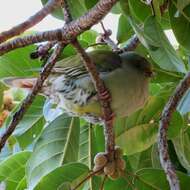 صورة Treron calvus (Temminck 1811)