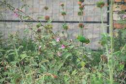 Image of Red-headed Lovebird