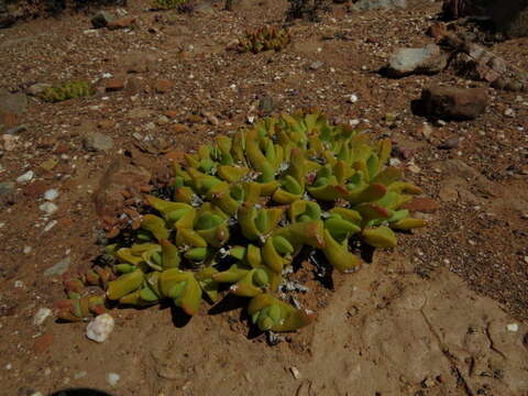 صورة Gibbaeum gibbosum (Haw.) N. E. Br.