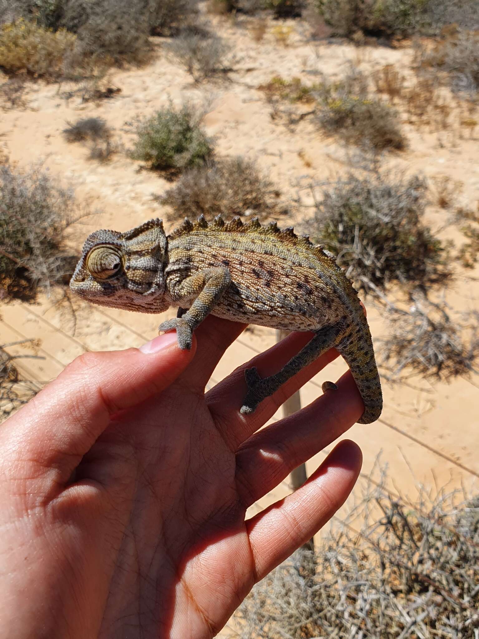 Chamaeleo namaquensis Smith 1831 resmi