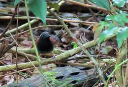 Image of White-bellied Antbird