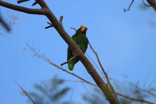 صورة Amazona xantholora (Gray & GR 1859)