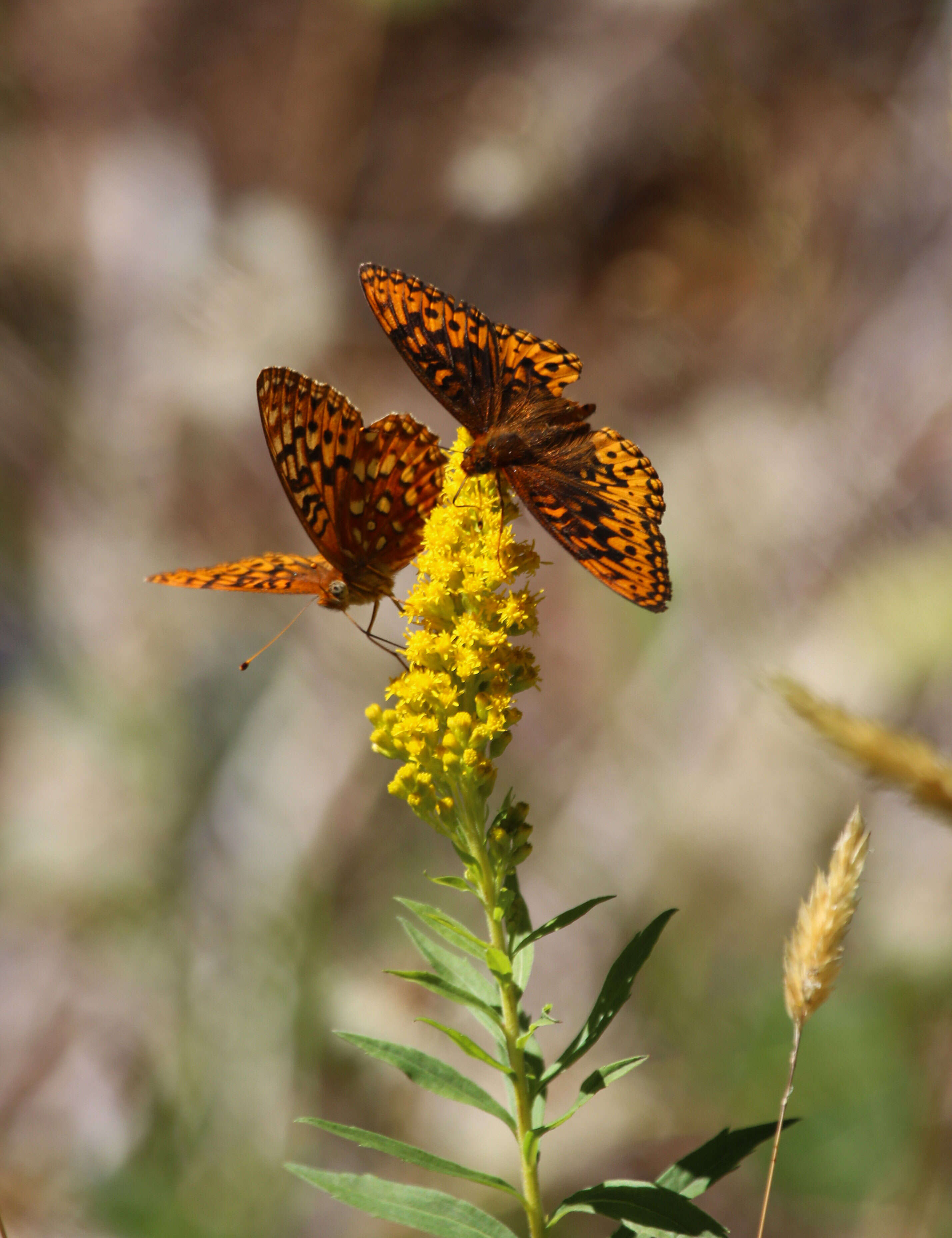 صورة Speyeria hydaspe Boisduval 1869