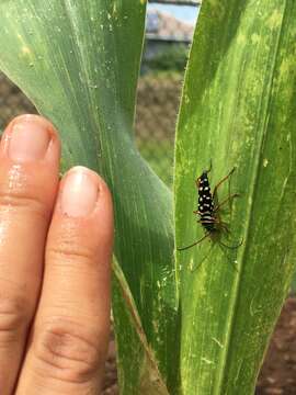 Image of Kiawe round headed borer