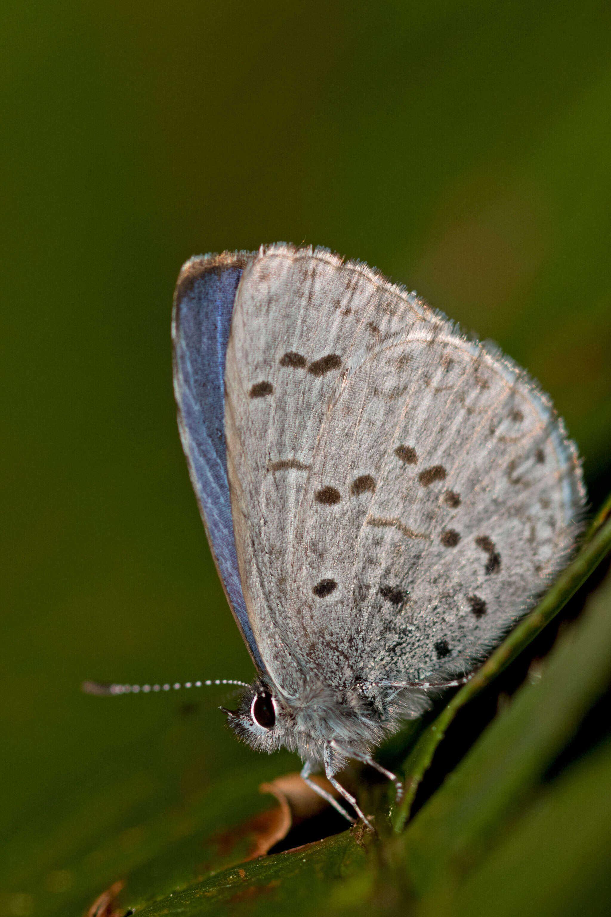 Image of Spring Azure