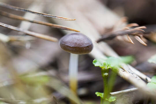 Image of Strobilurus tenacellus (Pers.) Singer 1962