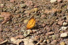 Image of Cyrestis lutea Zinken-Sommer 1831