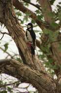 Image of White-winged Woodpecker