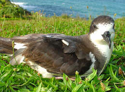 Image of Hawaiian Petrel